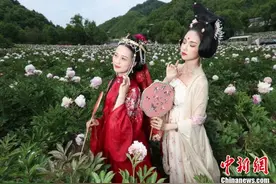河南栾川：女子着古装组团打卡高山牡丹千亩花海图片