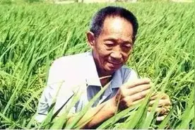 海水稻在柴达木盆地插秧，袁隆平：“改造中国1亿亩盐碱地是我的新目标”图片