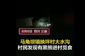 网传视频称四川江油印坪村再现黑熊 当地排查：不是江油境内图片