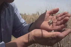 郭玉宝：我的黑小麦生意经视频封面