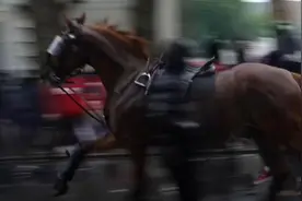 伦敦一骑警驱散人群时撞上红绿灯，坠马图片