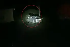 网传黑熊进村找食物被狗狗驱赶 发贴人称：“我是在朋友圈里看到的”图片