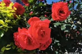 美不胜收！秦皇岛10余条月季大道成拍照打卡地图片