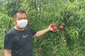 松滋农户60万斤早熟桃滞销 荆州广电爱心助农渡难关图片