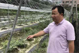 东阳返乡农民工朱小军 创业梦圆在田野图片