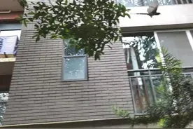 红嘴长尾！贵阳一小区来了只“愤怒的小鸟”，黔灵山的猴子都不敢惹它图片