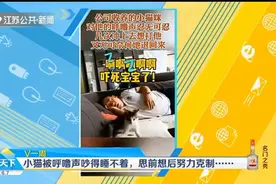 猫咪被呼噜声吵得睡不着，几次冲上去想打人，思前想后还是算了吧视频封面