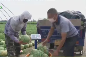 东西湖陈家冲的西瓜熟了视频封面