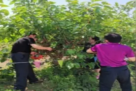 威海市文登区第三届桑葚采摘文化节盛大启幕图片