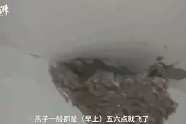 这个约定好暖！老板为它们留了十年的门图片