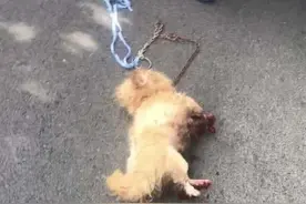 男子用摩托车拖行小狗几条街，满地是血，他却说这是在“放生”图片