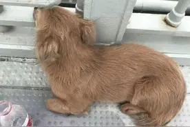 泪崩！主人跳江轻生，狗狗趴桥上痴望江水几天不走图片