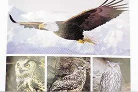 买老鹰、养鹦鹉、盗桫椤、捉癞疙宝、与蛇舞……他们因这些行为犯了法后悔不已图片