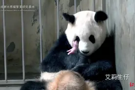 219克！艾莉生下成都熊猫基地最重宝宝，网友：联想到熊猫版回家的诱惑图片