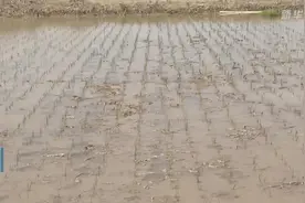海水稻首次在青海柴达木盆地试种植视频封面