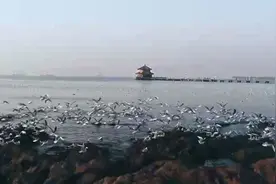 听，海浪拍岸、海鸟翱翔……青岛发布海洋日主题短片《她的声音》图片