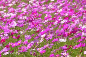 一花一世界 多彩花田浪漫“上线”视频封面