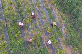 枣庄市山亭区：小蓝莓成为贫困户的“致富果”视频封面