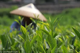 湖南湘西：夏日采茶忙图片
