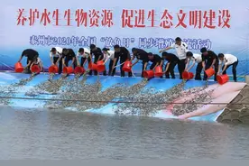 放鱼啦！110万尾奔涌向江图片