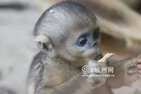 小国宝酷似外星萌娃！2个月大的金丝猴宝宝引游客围观图片