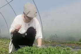 东北大姐滞留塞尔维亚农场，被迫过上如“诗”的田园生活图片