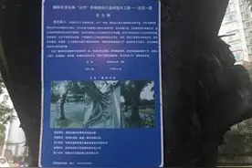 深圳福田区更换行道树引争议，居民代表：不宜搞“一刀切”图片
