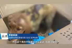 金毛被虐浑身烫伤疑遭性侵，志愿者上门与男子理论却被打图片