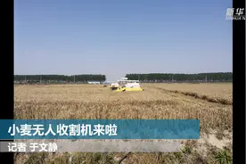 小麦无人收割机来啦
