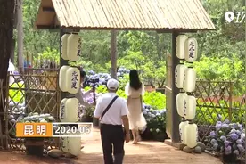 清凉一夏 昆明郊野公园5万株绣球花如期盛放视频封面