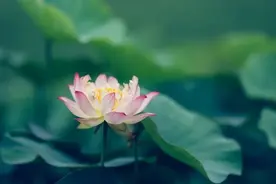 中国科学家成果登上《Nature》封面！荷叶出淤泥而不染的“续篇”来了图片