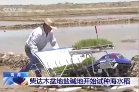 了不起！袁隆平团队在柴达木盆地盐碱地试种“海水稻”图片