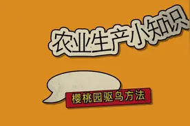 农业生产小知识：樱桃园驱鸟方法视频封面