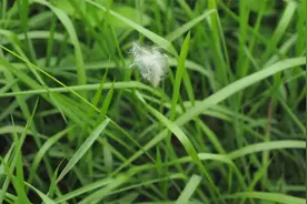 北京小汤山医院里的药草——白茅图片