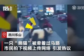 四川乐山街头遛熊猫真相：染过色的松狮犬图片