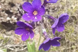 高原诗会：萨娜吉｜野花朵朵，那是雪山在报春图片