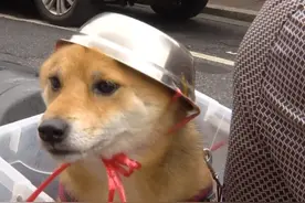 可爱！大爷给柴犬戴自制头盔，网友：回家放上狗粮就能吃饭了图片
