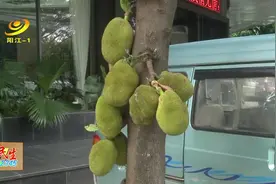 阳江园林部门消除街头菠萝蜜落果隐患图片
