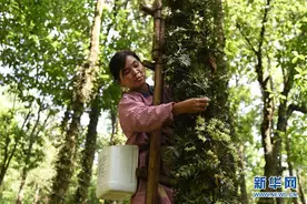 贵州安龙：石斛“上树”花满山图片