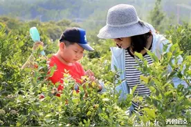 蒙阴蓝莓进入采摘季，堪称沂蒙山区的“水果皇后”图片