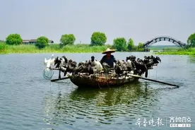 太精彩！围观微山湖鱼鹰捕鱼图片