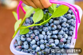 本地蓝莓宝宝熟了，今年鲜果价格比去年便宜10-20元/斤图片