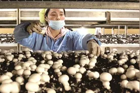 农业废弃物全量利用的“徐州模式”图片