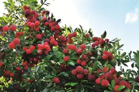 又到了一年一度的怀化杨梅季！靖州杨梅欢迎您图片