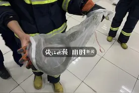 民间驱蛇土方灵不灵？杭州消防员抓了条蛇做实验图片