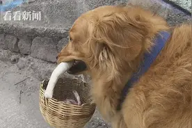 金毛疫情期间帮主人购物 还懂得保持社交距离自己排队图片