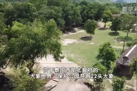 大象“泰”难了图片