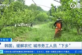 缓解农村“用工荒”！韩国组织城市务工人员下乡，平均每人时薪58元图片