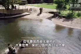 大象“泰”难了图片