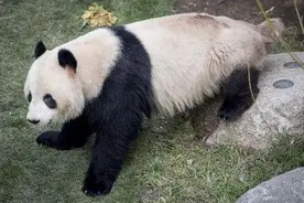 贪玩！大熊猫在丹麦动物园逃出豪宅溜达 被逮了个正着图片
